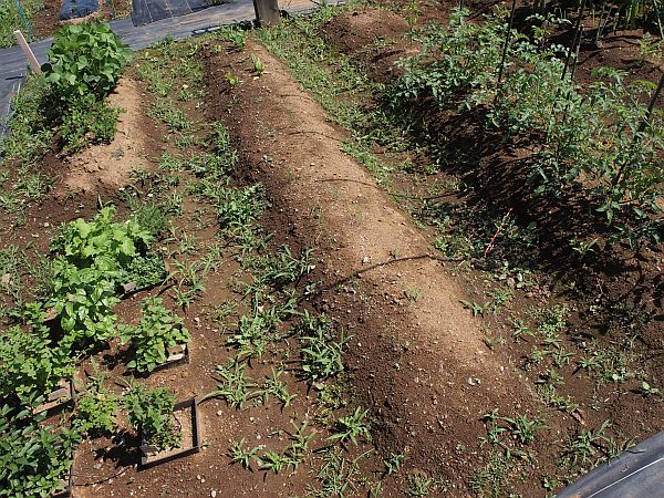 20160618farm1