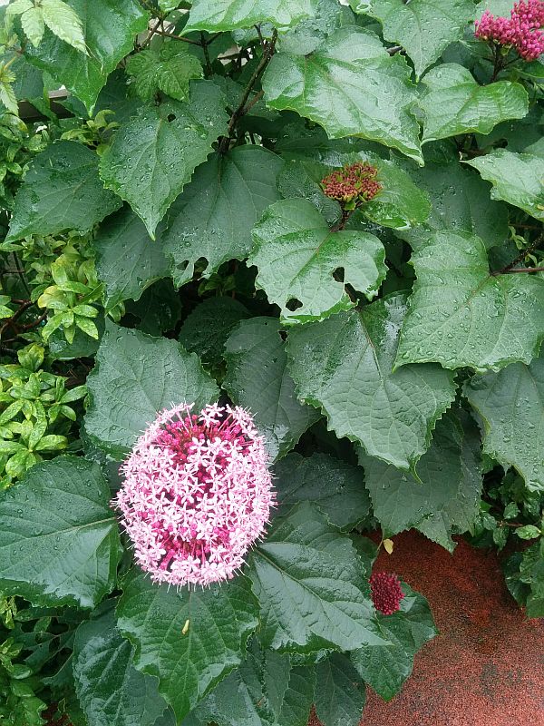 20160624flower1