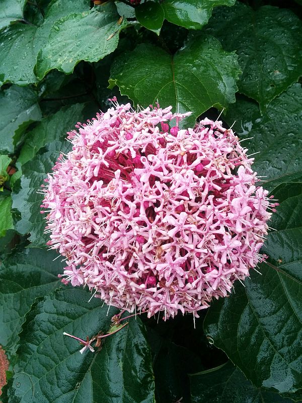 20160624flower2