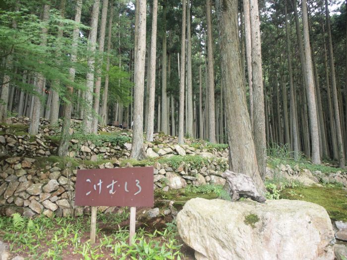 愛媛の苔カフェ「こけむしろ（苔筵）」の紹介。苔と木々に覆われた超癒やし空間！